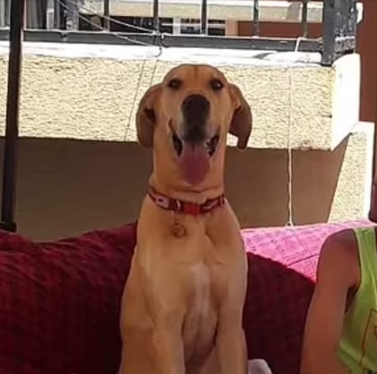 Christina Stokes, acusada de producir y difundir contenido explícito de abuso sexual a su perro. Foto: Facebook Christina Stroke
