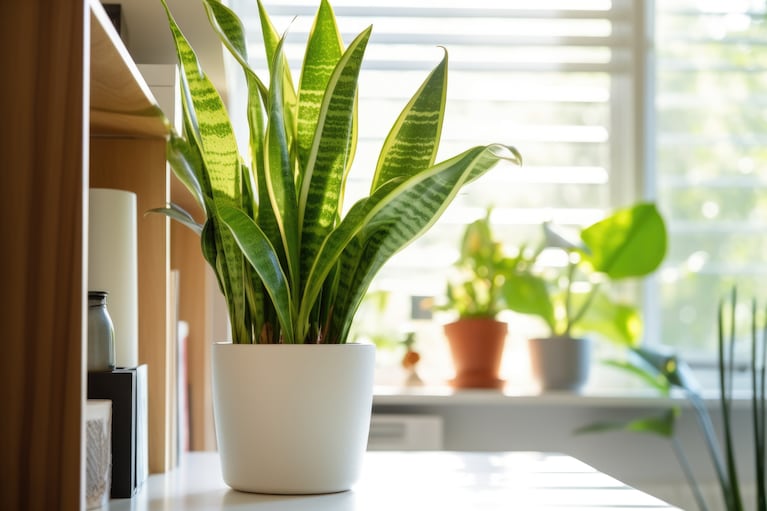 Es importante saber dónde colocarlas. (Foto: Adobe Stock)