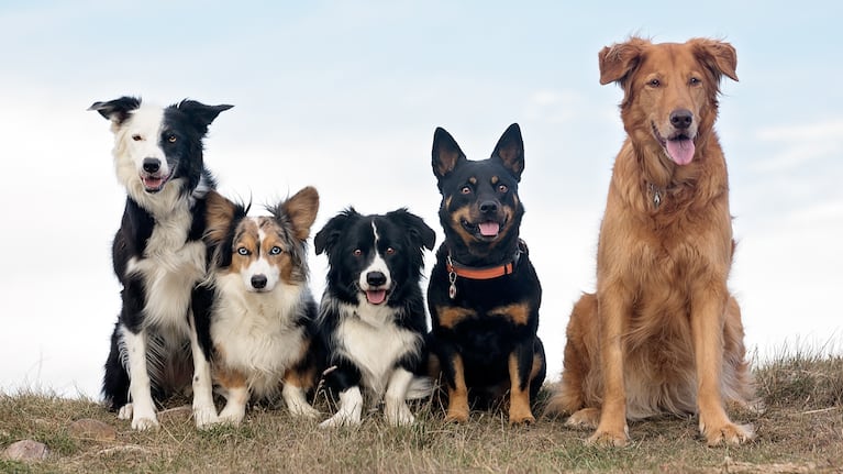 tn-perros-tvid