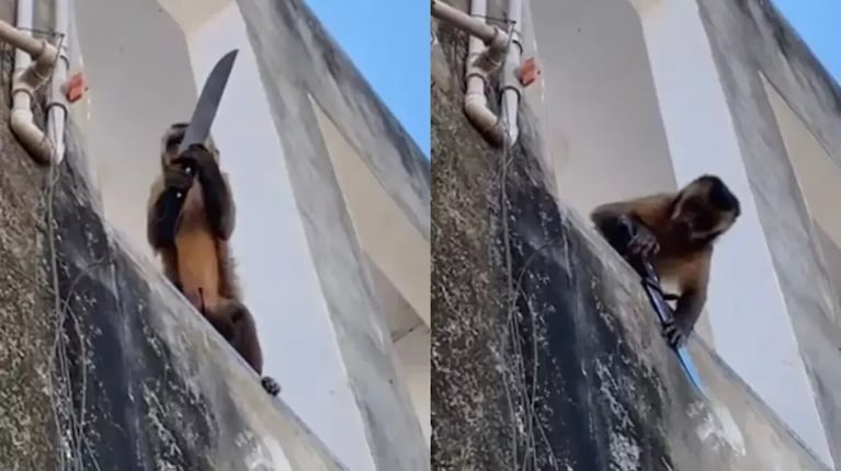 Video: un mono armado amenazó a los vecinos, robó galletitas y se llevó jabón en polvo de una casa