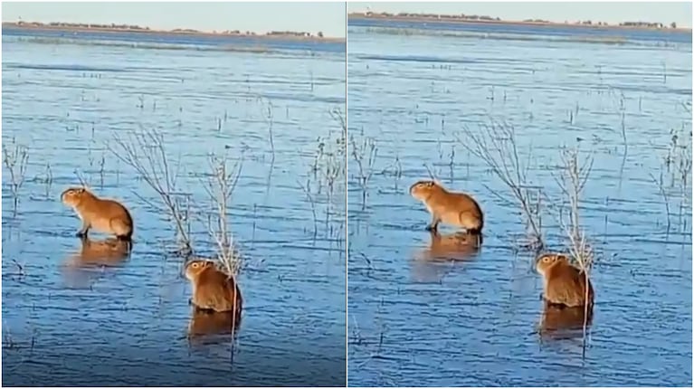 Carpinchos sobre el hielo: la insólita postal que sorprendió en los Esteros del Iberá