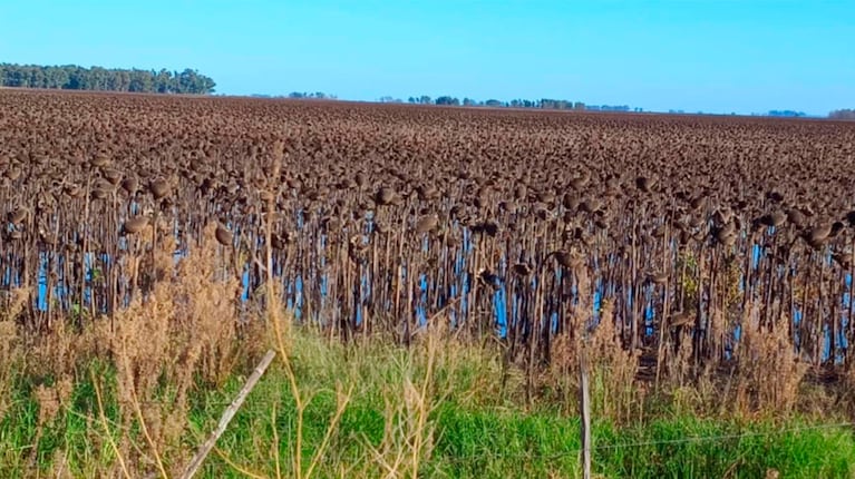 La cosecha de girasol se transforma en una tarea imposible en varios campos de Bolívar a causa de las inundaciones. (Foto: Clara Busquet)