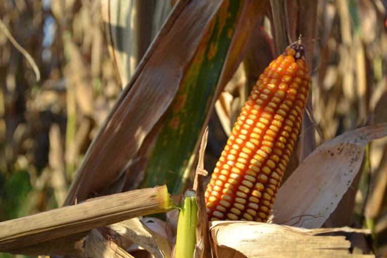 La Federación Porcina Argentina explicó que, enfrenta incertidumbre y desventajas debido a posibles medidas de cambio diferencial para el maíz, lo que profundiza el quebranto y afecta la competitividad frente a la carne importada. (Foto: TN).