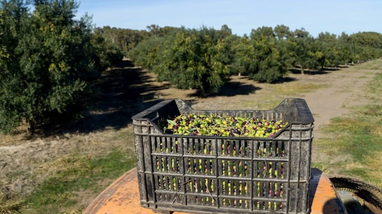 La Ruta del Olivo, en el sur de la provincia de Buenos Aires. Foto: Instagram @elfaroaceitedeoliva_oficial