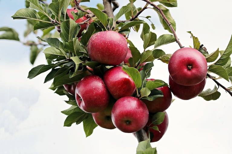 Las manzanas pueden cortarse de forma fina y agregarse sobre el budín, una vez esté listo. (Foto: Pixabay)